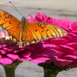 Meet your Posher, Donna